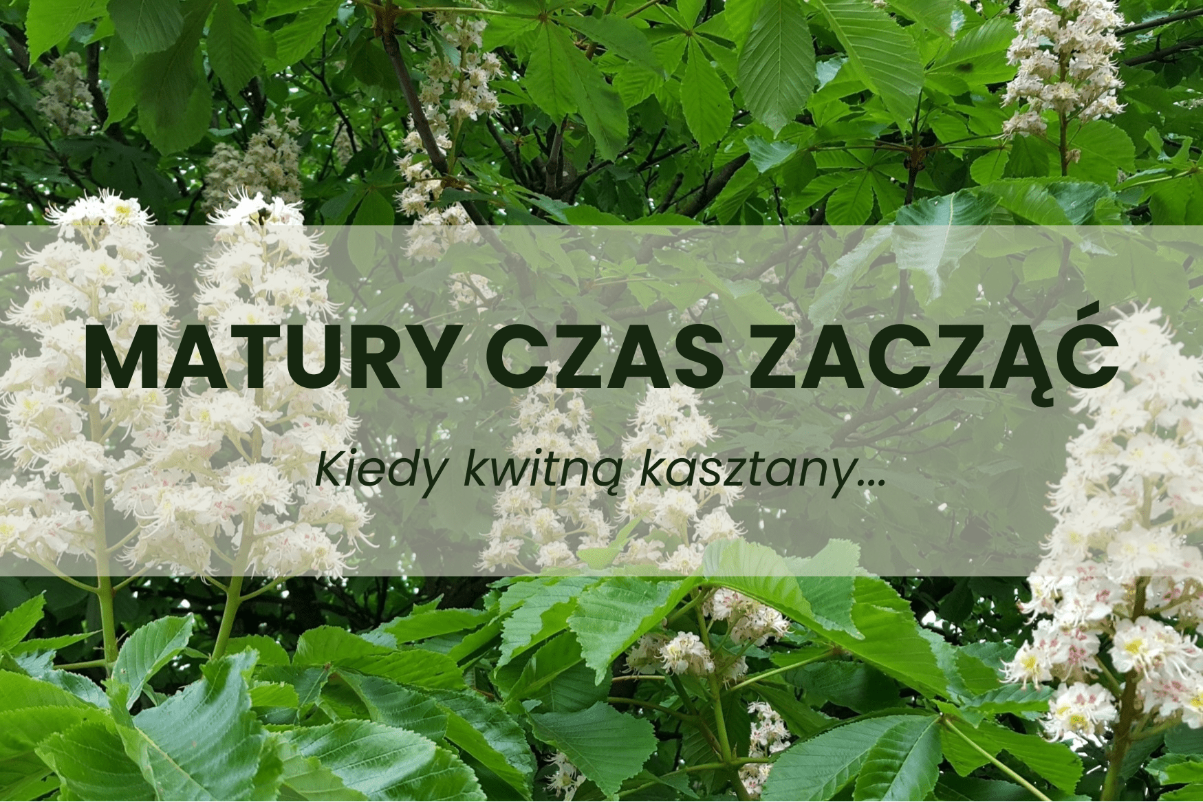 MATURY CZAS ZACZAC